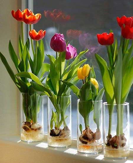 hoa-tulip-4