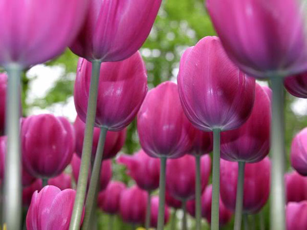 hoa-tulip-5