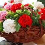 Hoa cẩm chướng có ý nghĩa gì