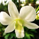 Nét đẹp thuần túy của cây hoa lan trắng