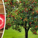 Tìm hiểu về cây táo ruột đỏ nổi tiếng