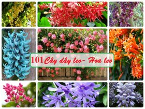 các loại cây dây leo chống nắng ưa thích