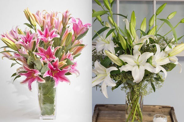 Hoa huệ tết – kỹ thuật trồng hoa huệ tết