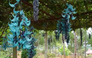 Hoa móng cọp xanh huyền bí