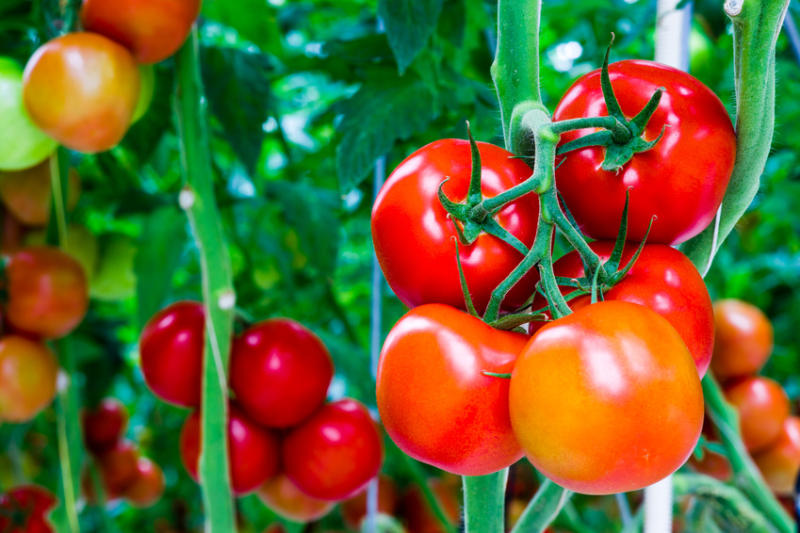 Tìm hiểu về giống cà chua đỏ truyền thống