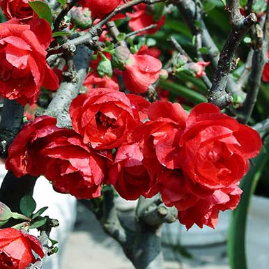 Hoa mai đỏ độc đáo