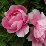 99 loại hoa đẹp ngày tết – Mang sắc xuân về nhà