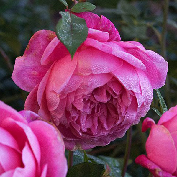 Hoa hồng cổ sapa hoa tết đẹp độc dáo