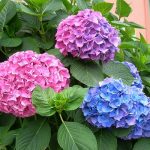 Hoa cẩm tú cầu-Hoa tết đẹp đa sắc màu