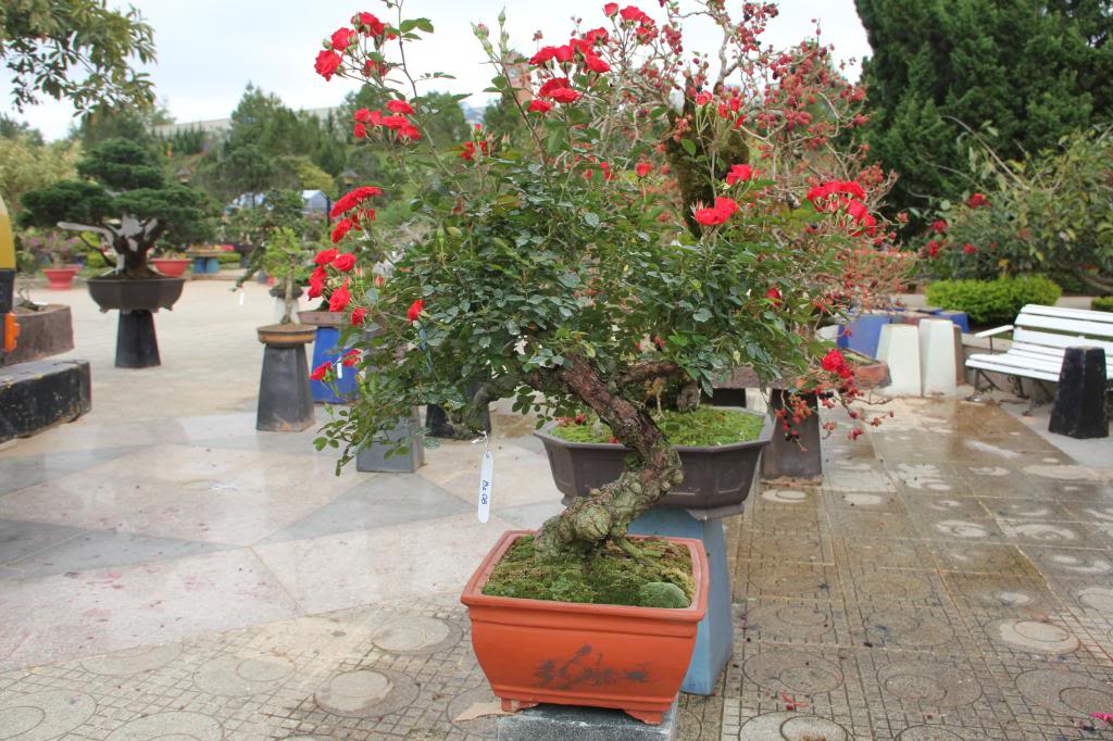Hoa hồng bonsai chơi tết sang chảnh