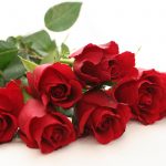 Hoa hồng loài hoa biểu trưng cho tình yêu