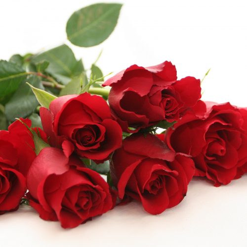 Hoa hồng loài hoa biểu trưng cho tình yêu