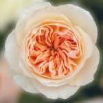 Tìm hiểu về hoa hồng juliet