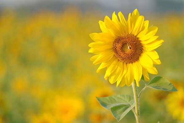 Hoa hướng dương loài hoa của mặt trời