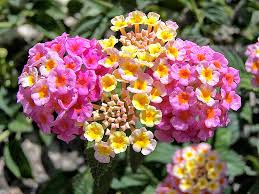 Hoa ngũ sắc-Loài hoa làm đẹp cho đời