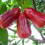 Cây roi – Kỹ thuật trồng và chăm sóc cho sai trĩu quả