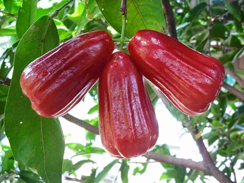 Cây roi – Kỹ thuật trồng và chăm sóc cho sai trĩu quả