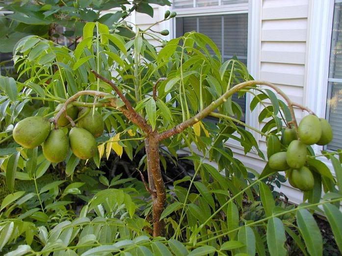 Cách trồng cóc thái trong chậu cho quả sai trĩu