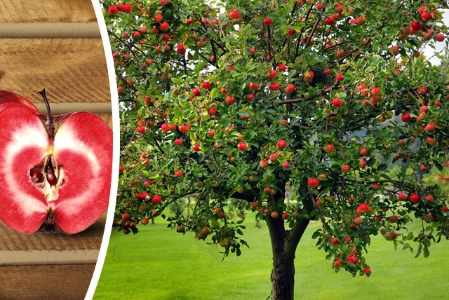 Tìm hiểu về cây táo ruột đỏ nổi tiếng