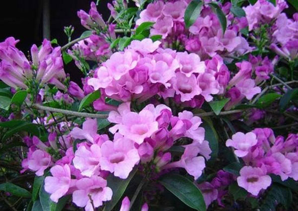 Hoa leo dây ánh hồng – cách trang trí hoa leo dây ánh hồng