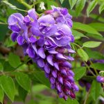Hoa Tử Đằng – Cách trồng và chăm sóc cây hoa tử đằng
