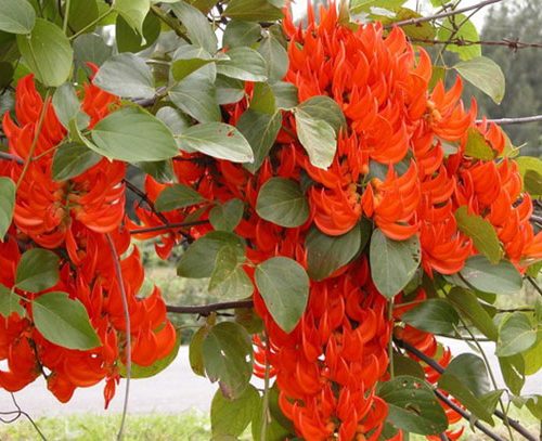 Hoa móng cọp đỏ – Cách trồng và chăm sóc cây hoa móng cọp đỏ