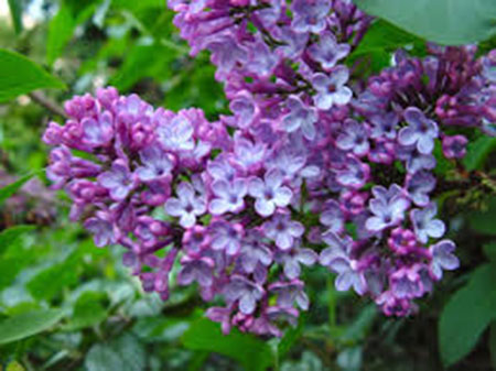 Cây hoa tử đinh hương – cách trồng và chăm sóc cây hoa tử đinh hương
