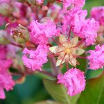 Cây hoa tường vi – cách trồng và chăm sóc cây hoa tường vi