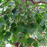 Cây bồ đề – loài cây mang ý nghĩa tâm linh, thể hiện sự thiêng liêng