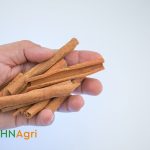 Indian Cinnamon A Fragrant Spice Treasure from the Subcontinent
