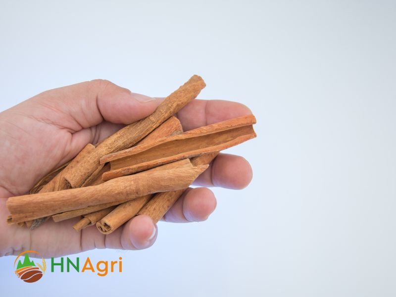 Indian Cinnamon A Fragrant Spice Treasure from the Subcontinent