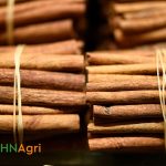 Cassia Cinnamon A Spice Steeped in Tradition and Taste